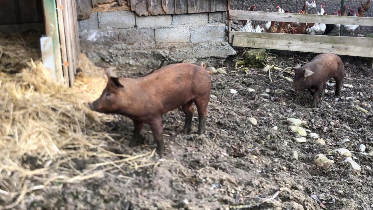 Ferienhof Weber Nieratz Wangen im Allgaeu Bagian luar foto